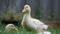 Young peking ducks on grassy pastures