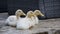 Young peking ducks take a rest