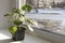 Young pelargonium seedlings stand on the window sill. rooting and growing flower plants at home by yourself.