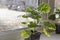 Young pelargonium seedlings stand on the window sill. rooting and growing flower plants at home by yourself.