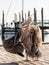 Young Pelican in the port of Walvis Bay, Namibia