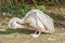 Young pelican preening