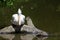 Young pelican sitting on a tree