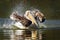 Young pelican splashing water on pond surface