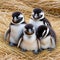 Young penguins sitting together in a hay-like manner