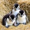 Young penguins sitting together in a hay-like manner