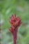 Young peony shoots in early spring. Red stems with leaf buds