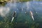 Young people training rowing on the lake Jarun