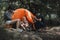 Young People Trekking Group Sitting Relaxed in the Rainforest and Boil Water with a Camp Stove. Campsite Drinking Coffee and Water