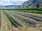 Young pepper and corn plants with black LDPE plastic mulch layer, Keremeos Okanagan Valley, BC, Canada