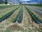 Young pepper plants with black LDPE plastic mulch layer, Keremeos Okanagan Valley, BC, Canada