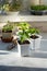 Young pepper seedlings growing in white plastic pots. Paprika sprouts near windowsill on sunny day. Spring seedlings. Gardening