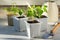 Young pepper seedlings growing in white plastic pots. Paprika sprouts near windowsill on sunny day. Spring seedlings. Gardening