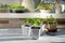 Young pepper seedlings growing in white plastic pots. Paprika sprouts near windowsill on sunny day. Spring seedlings. Gardening