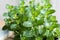 Young peppermint plants growing in a pot