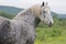 Young Percheron Draft Horse