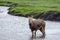 A young Pere Davids Deer stands in a shallow river as the rain falls around it