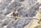 Young Peregrine Falcon perched along cliffs