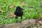 A young, perky black crow, standing upon a small log, in a lovely green park.