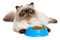 Young persian seal colourpoint cat with a blue bowl of cat food