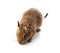 Young pet degu mouse