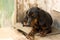 Young pet dog black dachshund in front of the old wooden doors