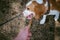 Young pet dog breeds beagle walking in the park outdoors