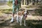 Young pet dog breeds beagle walking in the park outdoors