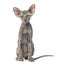 Young peterbald cat, sitting, isolated