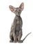 Young peterbald cat, sitting, isolated