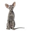 Young peterbald cat, sitting, isolated