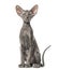 Young peterbald cat, sitting, isolated