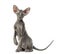 Young peterbald cat, sitting, isolated