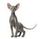 Young peterbald cat, standing, isolated