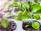 Young petunia seedlings. Independent cultivation of petunias from seeds