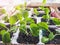 Young petunia seedlings. Independent cultivation of petunias from seeds