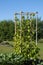 Young phaseolus vulgaris or climbing beans growing on bamboo frame