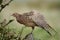 Young pheasant