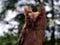 Young Philippine Scops Owl Otus megalotis, perching on a branch. Close ups.