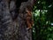 Young Philippine Scops Owl Otus megalotis, perching on a tree. Long shots.