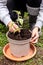 Young physalis plant grafting and planting into a pot plant with soil