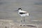 Young pied avocet Recurvirostra avosetta