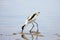 Young pied avocet Recurvirostra avosetta feeding on the shore