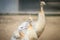 Young pied peafowl. Albino juvenile peacock.