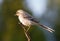 Young pied wagtail (motacilla alba)