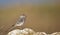 Young Pied Wagtail on a Rock (Motacilla alba)