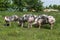 Young pietrain pigs enjoy summer sunshine