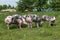 Young pietrain pigs enjoy summer sunshine