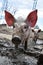 Young pig on the farm, close-up of a pig`s head, big ears. Dirty pig reveling in the mud
