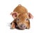 Young pig kneeling in front mixedbreed, isolated